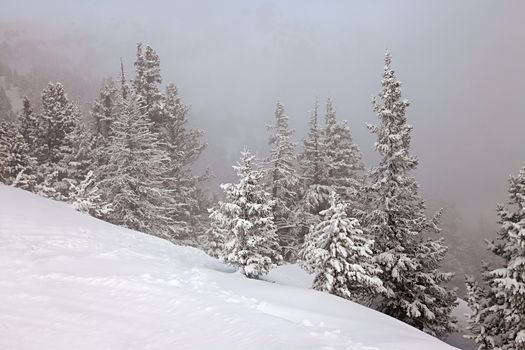 Forest in winter covered by snow