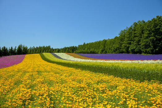 Colorful flower in the row with blue sky1