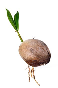 Young plant of coconut tree grown-up isolated on white background