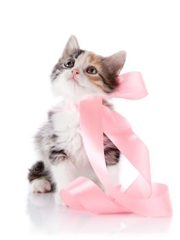 Kitten with a tape. Kitten with a bow. Multi-colored small kitten. Kitten on a white background. Small predator. Small cat.