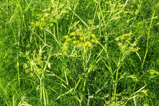 Dill in sunlight, growing in the garden.