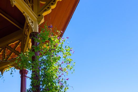 Purple clematis growing near a wooden veranda.