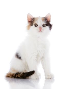 The white kitten with color spots. Multi-colored small kitten. Kitten on a white background. Small predator. Small cat.