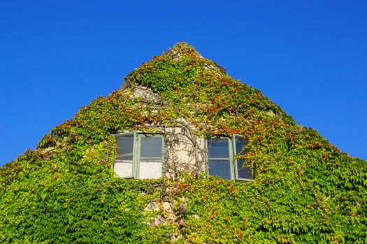Facade of a house covered with green ivy, on blue sky background.