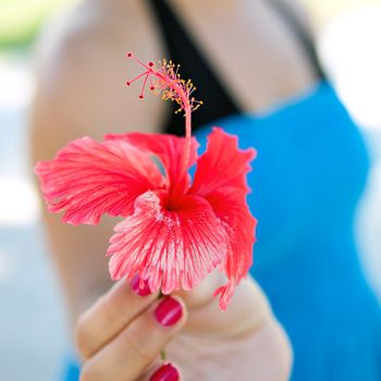 Woman holding a red tropical hibiscus flower.  Very shallow depth of field. 