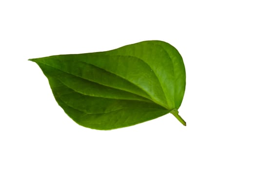 Piperaceae  Leaf on white background