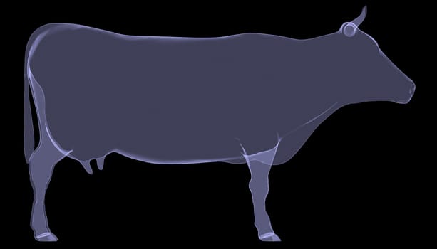 Cow. The X-ray render on a black background