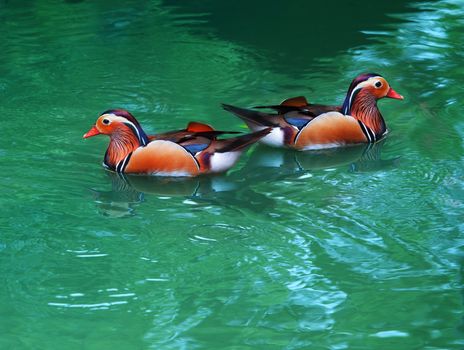 two female of mandarin duck floating on clear water for multipurpose