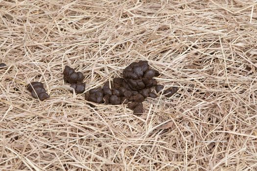 horse manure on dry grass for multipurpose