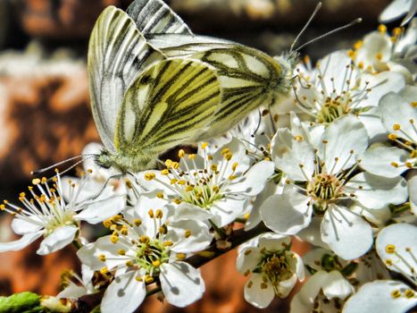 Two butterflies mating on a flower