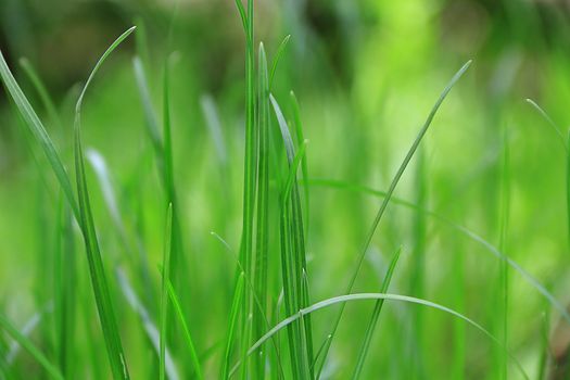 Summer picture of green saturate grass texture