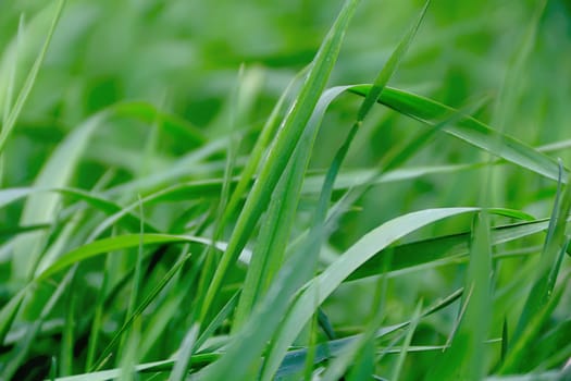 Summer picture of green saturate grass texture