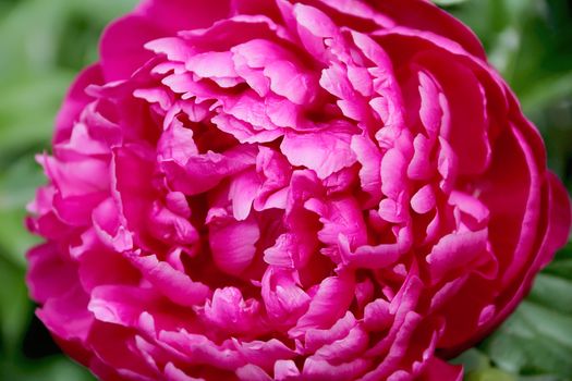 Image of pink peony on green background