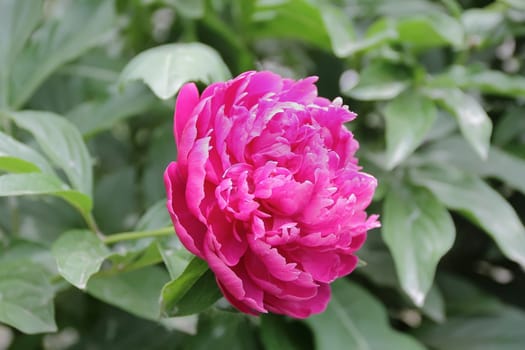 Image of pink peony on green background