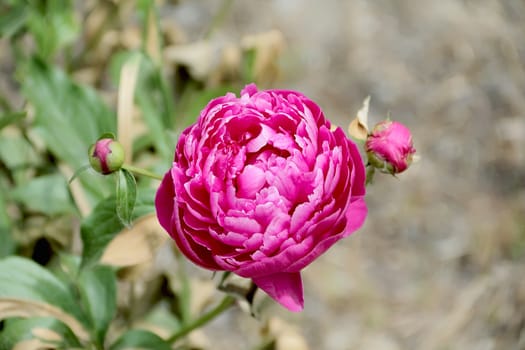 Image of pink peony on green background