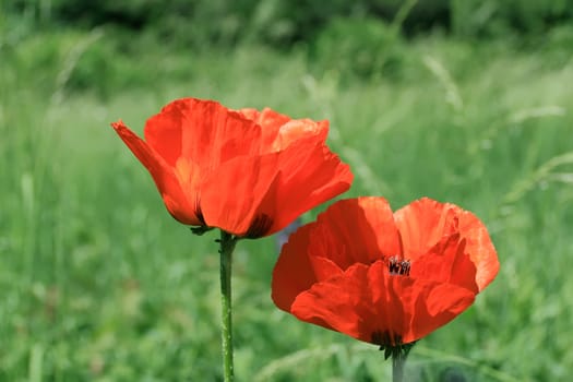Image of two red poppys on green background