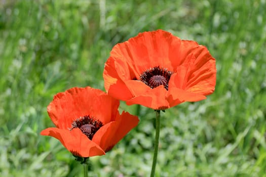 Image of two red poppys on green background