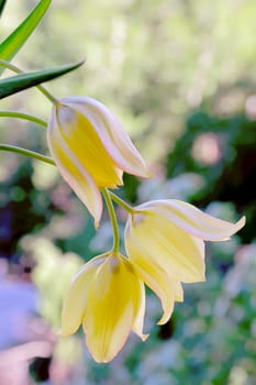 Image of yellow tulip on green background