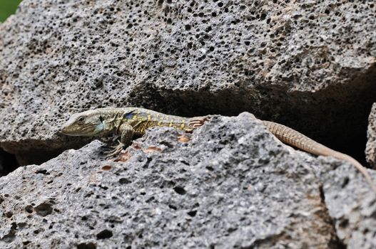 One Colored Canarian Lizard Waiting on a Rock