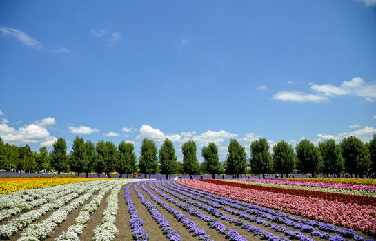 Row of colorful flower in Tomita farm3