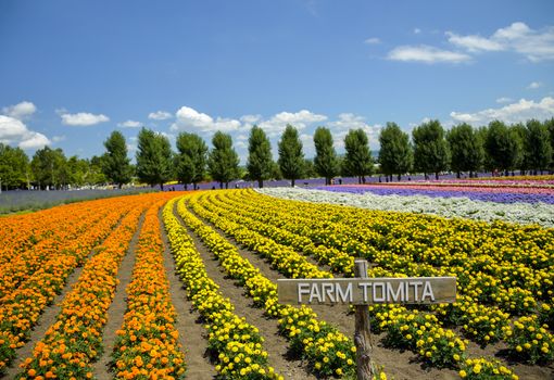 Row of colorful flower in Tomita farm1