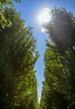 Green trees with sunshine2