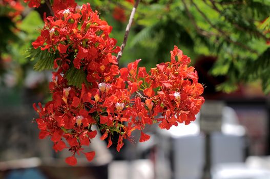 Some Very Colored Flowers on a Green Garden