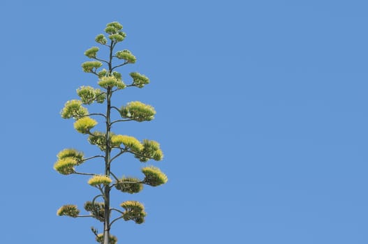 Green Agave Flowers In Gran Canaria Island, Spain