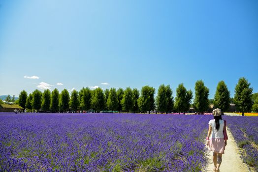 Walk in Lavender garden