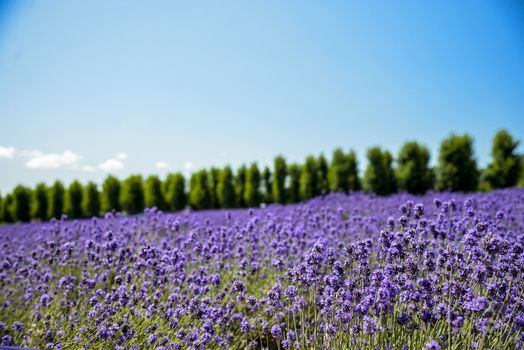 Lavender flower field with blue sky2