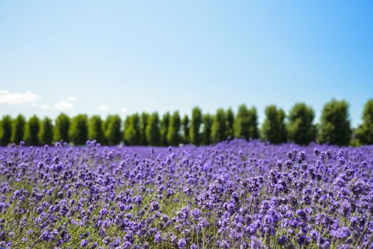 Lavender flower field with blue sky1