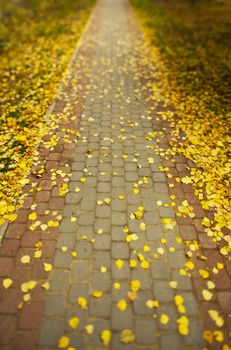 A walking path strewn with fallen leaves away into the distance