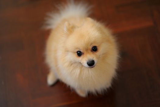 Pomeranian