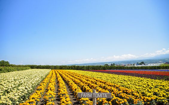 Row of colorful flowers with sunshine5