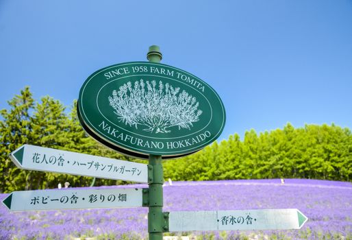 Lavender field in Tomita Farm Japan1