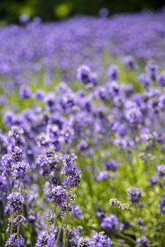 Plenty Lavender in the field4