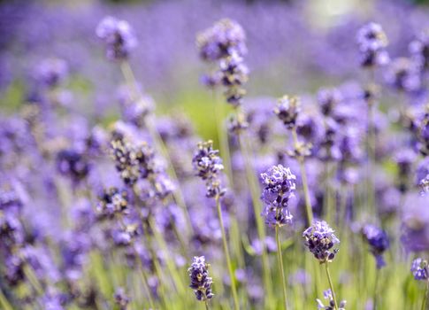 Plenty Lavender in the field3