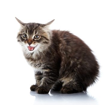 Striped fluffy angry cat. Striped not purebred kitten. Kitten on a white background. Small predator. Small cat.