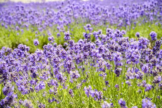 Plenty Lavender in the field1