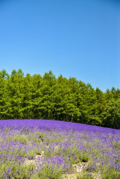 Lavender field with blue sky2