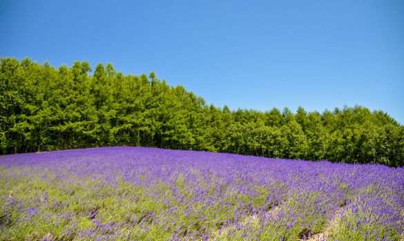 Lavender field with blue sky1