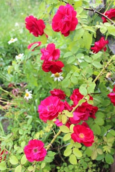 bush of the beautiful and tender red  roses