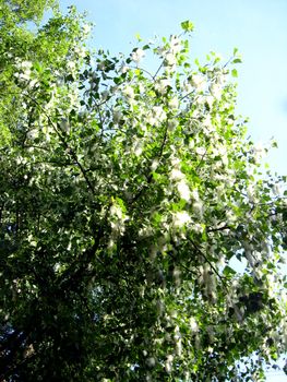 A lot of poplar down on a tree