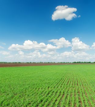 green field and dlue sky