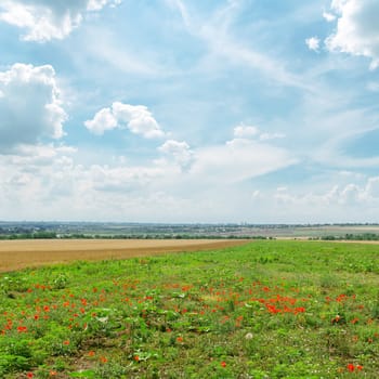 summer green field with red poppies and blue cloudy sky