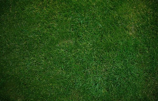 Green grass background texture .