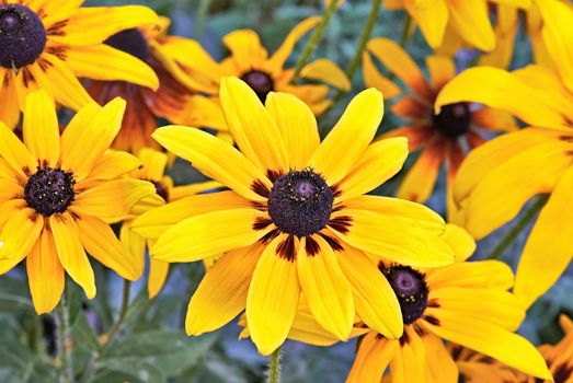 Beautiful yellow summer flowers in the garden. Heliopsis scabra.
