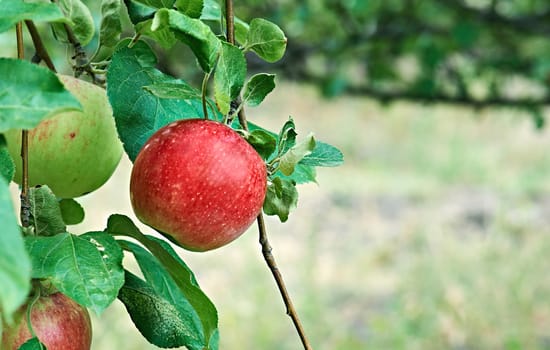 A closeup view of red apples on a branch. Autumn harvest.
