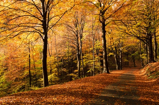 autumn season, colors and shades of nature in the forest