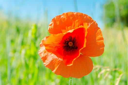 red poppy on green field